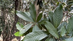 Lithocarpus edulis