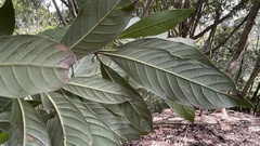 Lithocarpus edulis