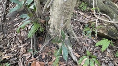 Lithocarpus edulis