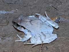 Platyplectrum fletcheri