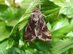 Autographa gamma