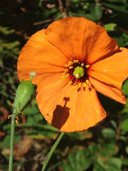 Papaver heterophyllum