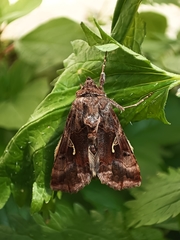 Autographa gamma
