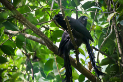 Ratchet-Tailed Treepie photo 2