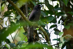 Ratchet-Tailed Treepie photo 3