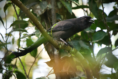Ratchet-Tailed Treepie photo 1