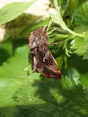 Autographa gamma