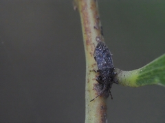 Koscocrompus obscurus