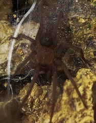 Araneae