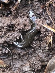 Desmognathus auriculatus