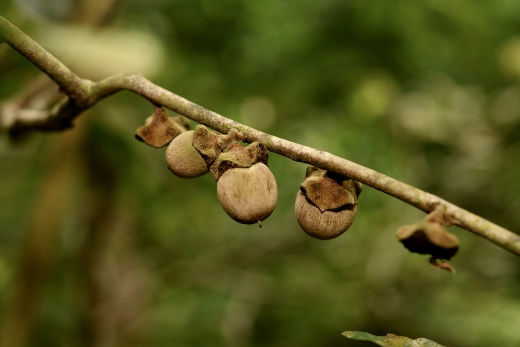 Diospyros undulata (Diospyros undulata)
