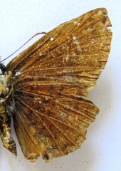 Antigonus erosus
