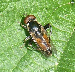 Tropidia scita