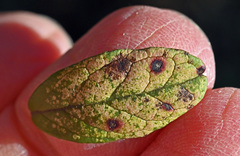 Mycosphaerella stemmatea