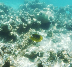 Chaetodon fasciatus