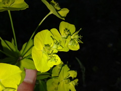 Euphorbia salicifolia