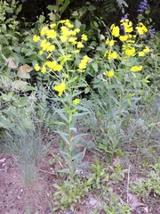 Euphorbia salicifolia