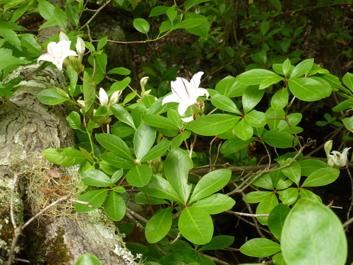 Image of Rhododendron arborescens by no rights reserved
