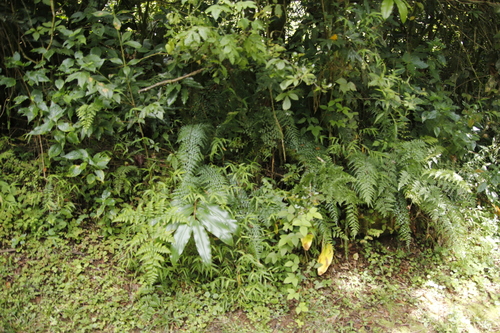 Asplenium lividum image