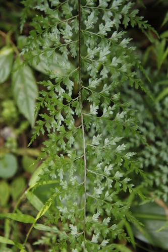 Asplenium lividum image