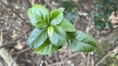 Chloranthaceae