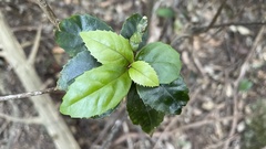 Chloranthaceae