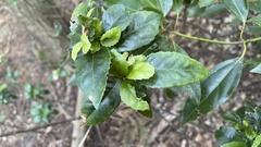 Chloranthaceae