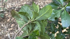 Chloranthaceae