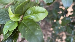 Chloranthaceae