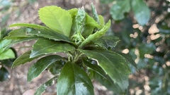 Chloranthaceae