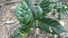 Maesa japonica