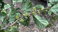 Maesa japonica