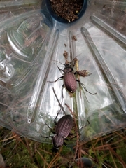Carabus rugosus celtibericus