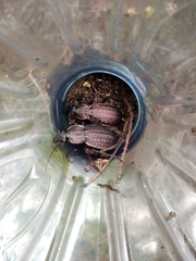 Carabus rugosus celtibericus