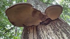 Fungi