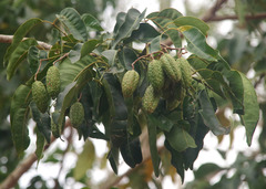 Flindersia brayleyana