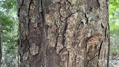 Zelkova serrata