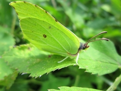 Gonepteryx rhamni