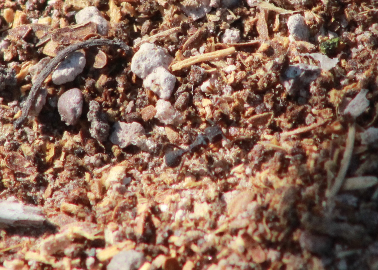 Trachymyrmex smithi