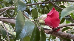 Camellia japonica