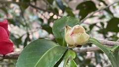 Camellia japonica