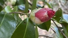 Camellia japonica