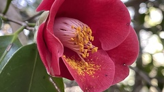 Camellia japonica