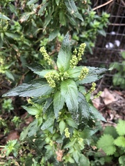 Mercurialis annua
