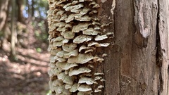 Fungi