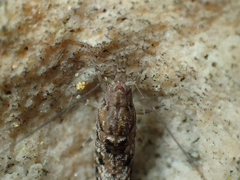 Machiloides banksi