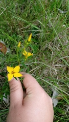 Rhexia lutea