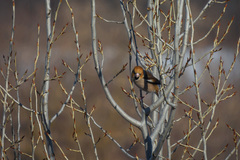 Coccothraustes coccothraustes