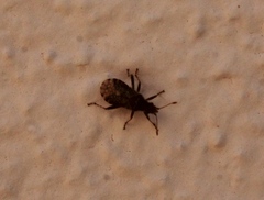 Aufeius impressicollis