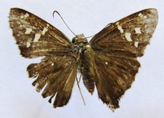 Thorybes dorantes dorantes